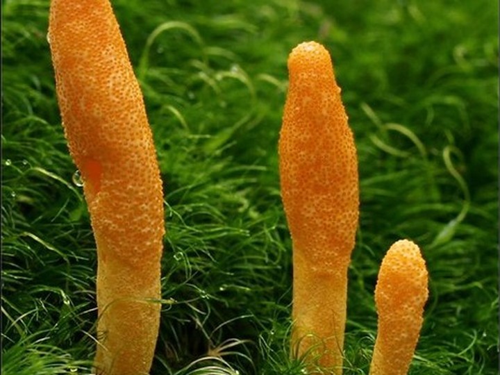 Cultivated Cordyceps militaris extract, dual-standardised