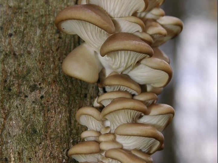 Oyster mushroom grown on paddy-straw waste (upcycled substrate)