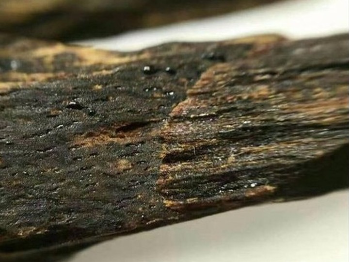 Assam agarwood (oud) resin chips, wild-grade