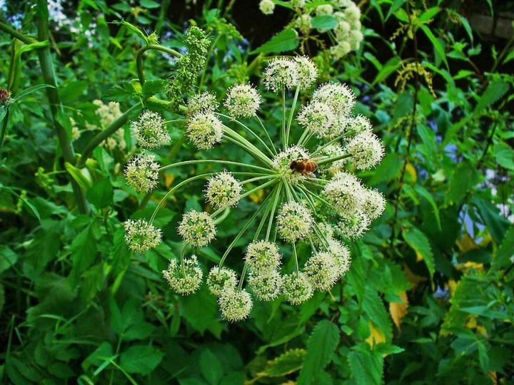 Icelandic Angelica archangelica root extract
