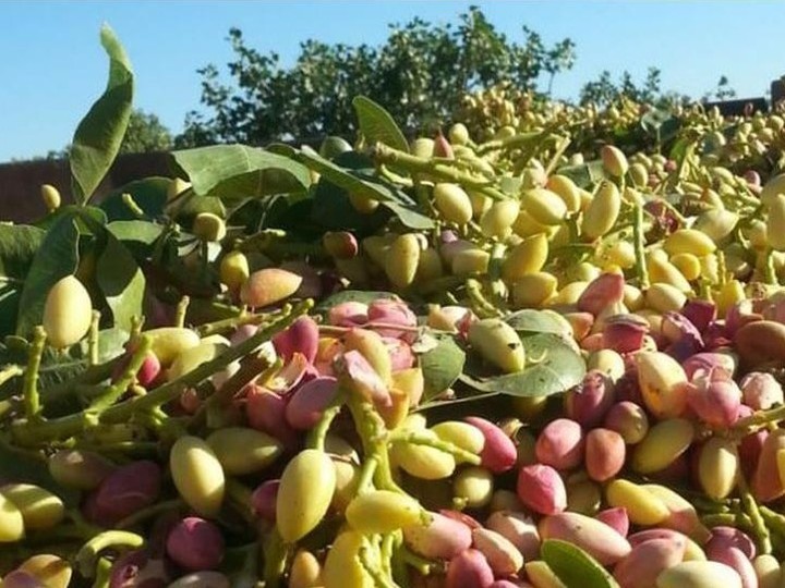 Turkish Antep pistachio, single-orchard