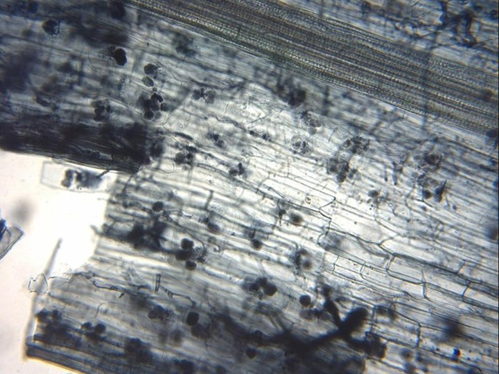 Fungal biofertiliser — mycorrhizal inoculant for viticulture