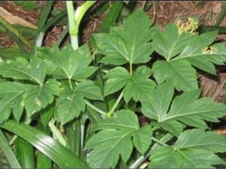 Okinawan Ashitaba functional-food extract