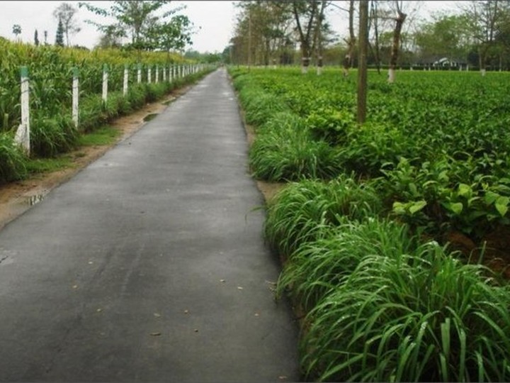 Assam Muga-region orthodox black tea