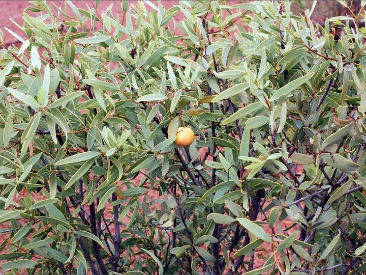 Australian sandalwood oil, plantation-grown