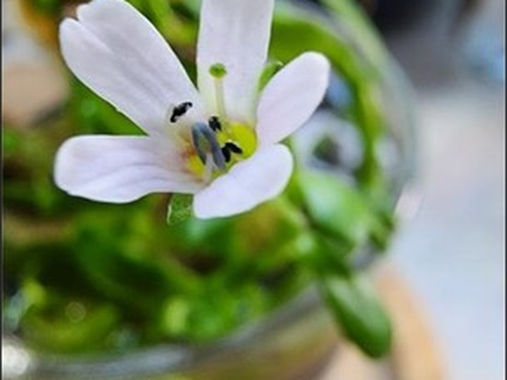 Wild Brahmi (Bacopa monnieri) standardised extract
