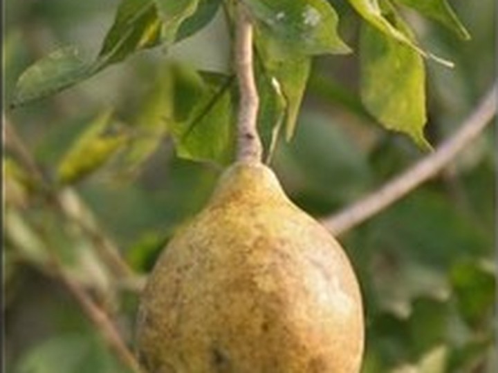 Wild Himalayan Bael (Aegle marmelos) fruit extract