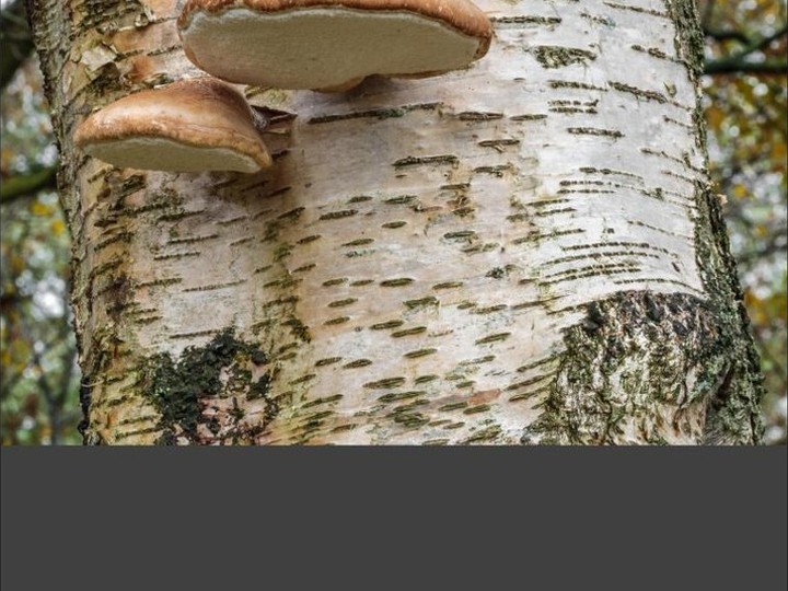 Birch polypore (Fomitopsis betulina) folk-medicine grade