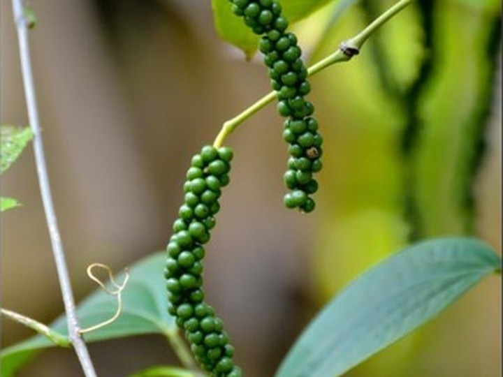 Wild forest pepper (Malabar wild pepper vine)