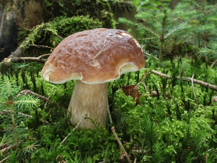 Porcini (Boletus edulis), high-altitude wild harvest