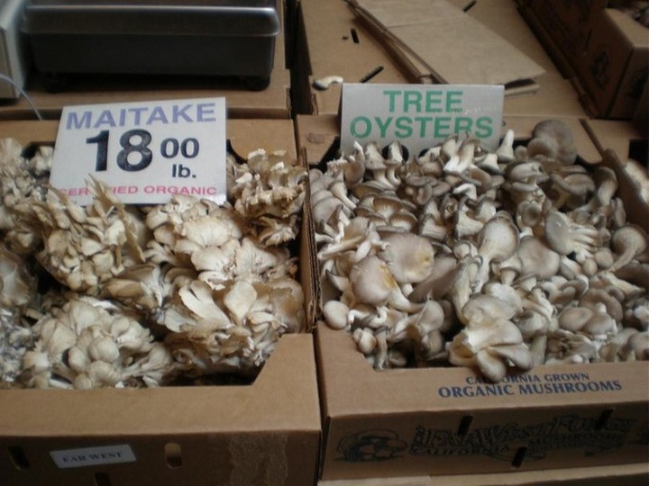 Cultivated Maitake, temperate hill-station farm