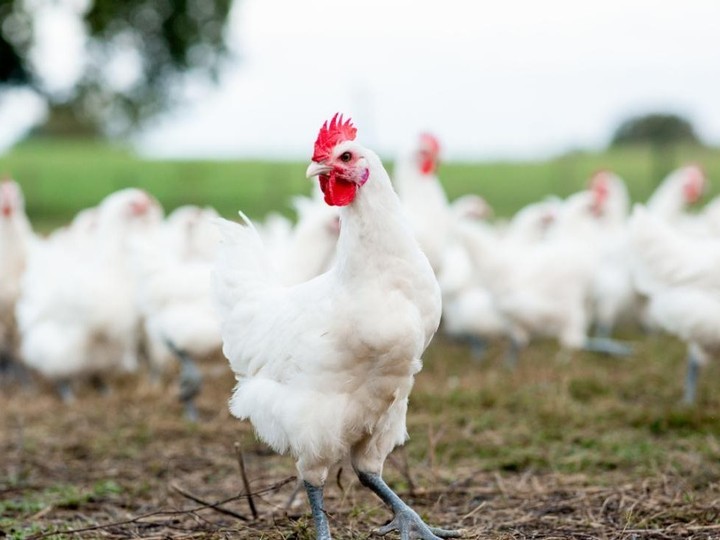 French Bresse chicken, AOC-certified