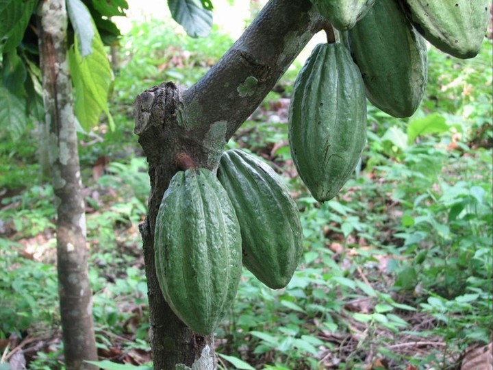 Single-origin fine-flavour cacao, criollo variety