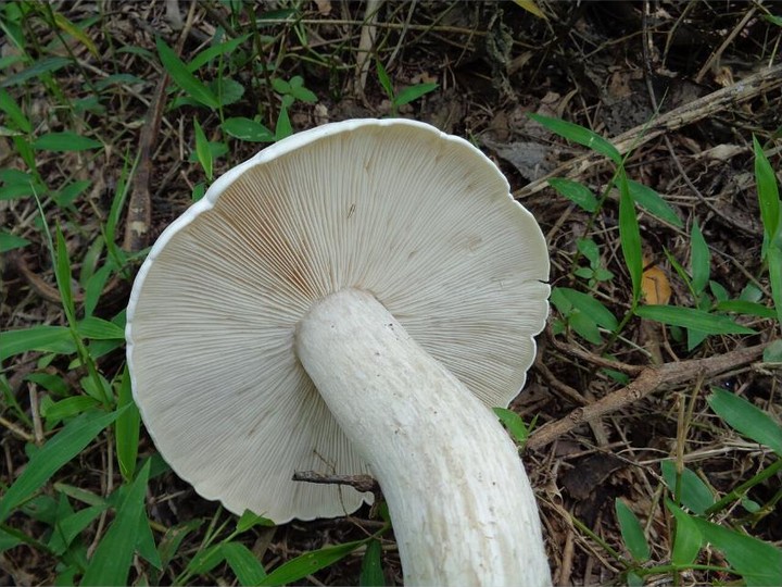 Milky mushroom (Calocybe indica) dried, tropical cultivar
