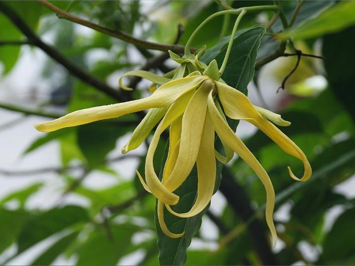 Madagascar ylang-ylang essential oil, complete distillation