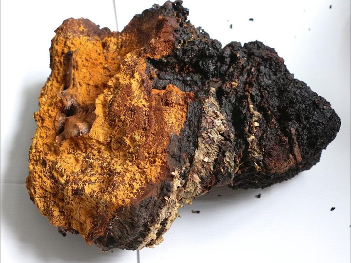 Canadian wild-harvested chaga oil infusion