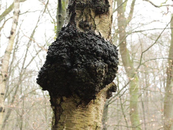Chaga (Inonotus obliquus) from Himalayan birch stands