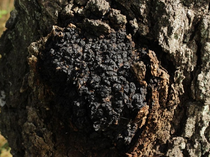 Nordic wild Chaga, sub-Arctic birch forest