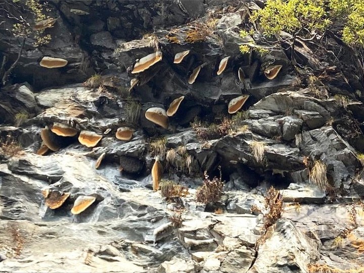 Nepalese Himalayan cliff honey (mad honey, Apis laboriosa)