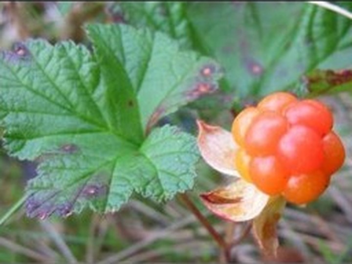 Wild Arctic cloudberry preserve