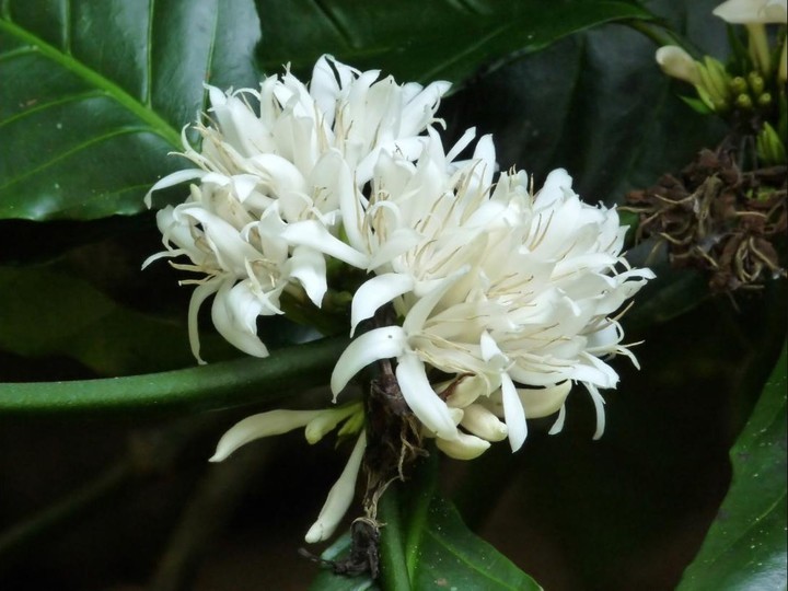 Single-estate Coorg robusta coffee, shade-grown