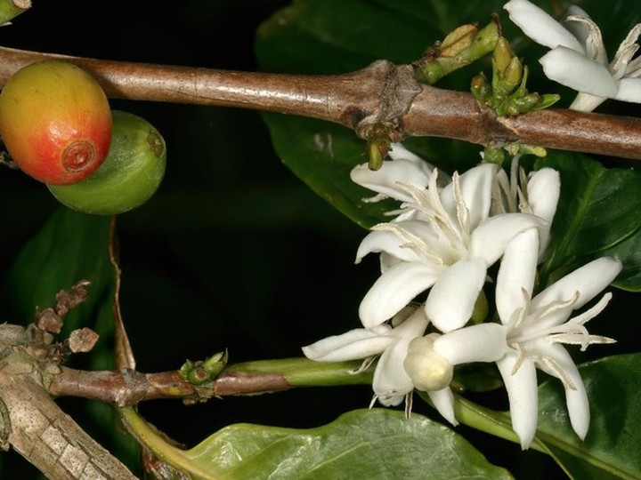 Rwandan single-origin specialty coffee