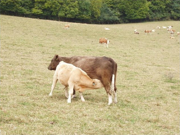 New Zealand colostrum powder, grass-fed