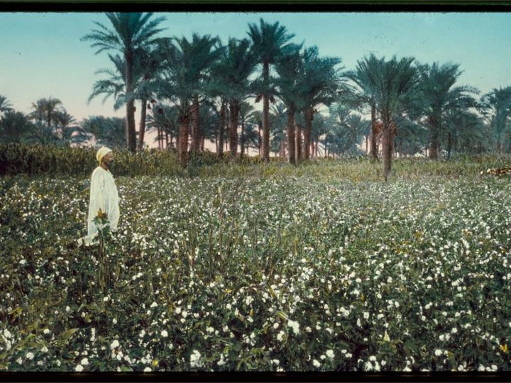Egyptian extra-long-staple cotton textile