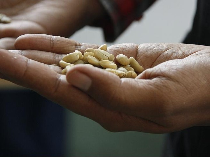 Ethiopian wild forest coffee, shade-grown heirloom