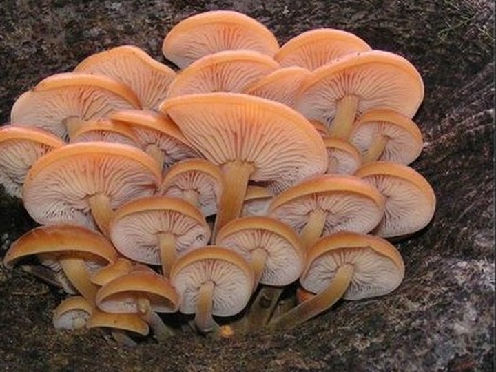 Enoki (Flammulina velutipes), cold-cultivated