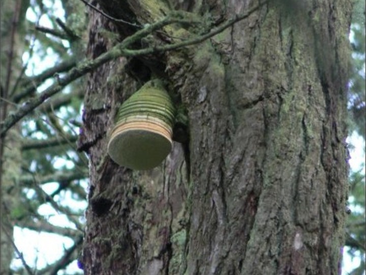 Agarikon (Fomitopsis officinalis), old-growth conifer wild harvest