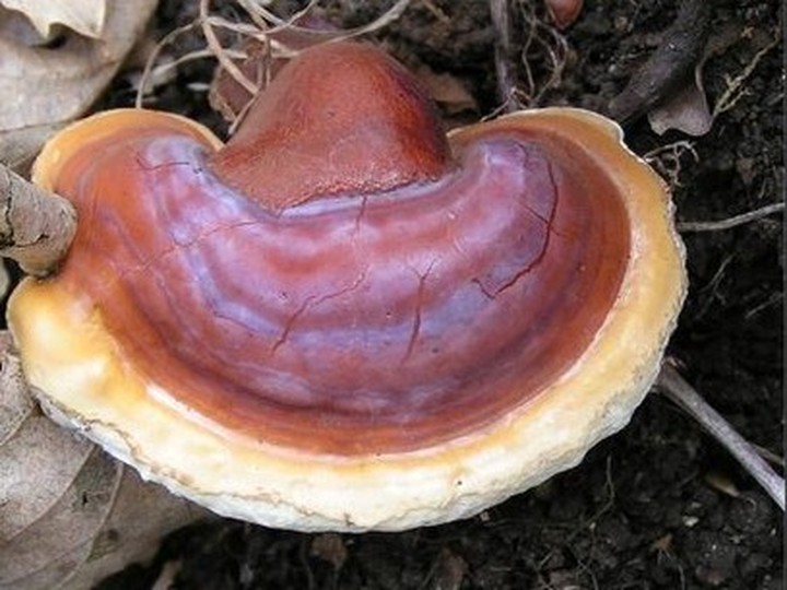 Wild Ganoderma lucidum (Reishi), Western Ghats hardwood forest