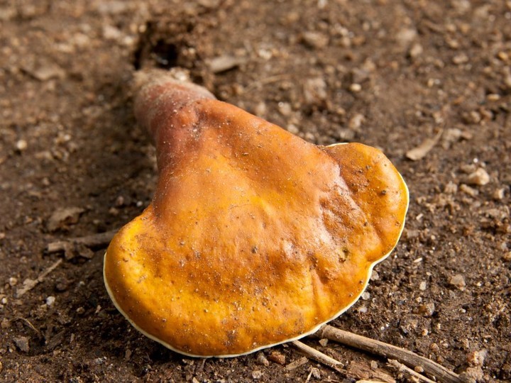 Triterpene-standardised Reishi spore powder