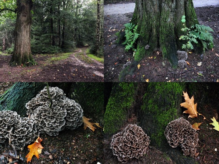 Maitake (Grifola frondosa), Hen-of-the-Woods wild harvest