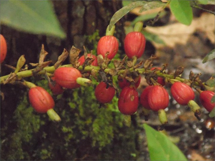 Brazilian Guarana seed extract, wild Amazonian