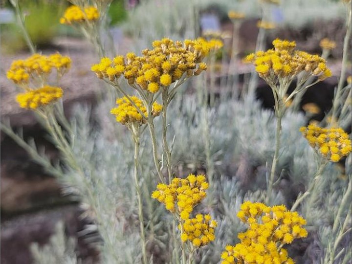 Provence immortelle (helichrysum) essential oil