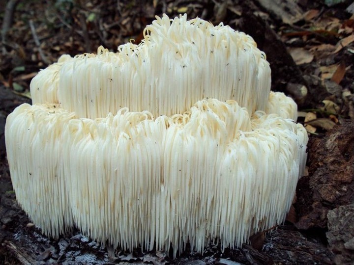 Cultivated Lion's Mane nutraceutical extract (erinacine-standardised)