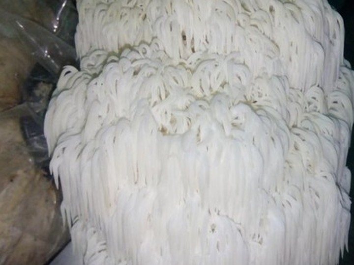 Himalayan Lion's Mane (Hericium erinaceus), forest-foraged