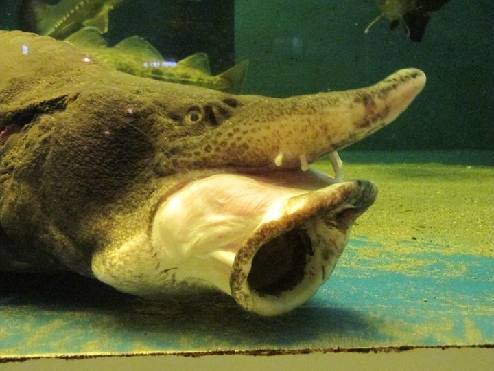 Kaluga hybrid caviar, sustainable aquaculture