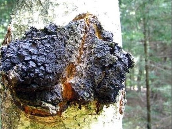 Siberian Chaga, cold-climate wild harvest