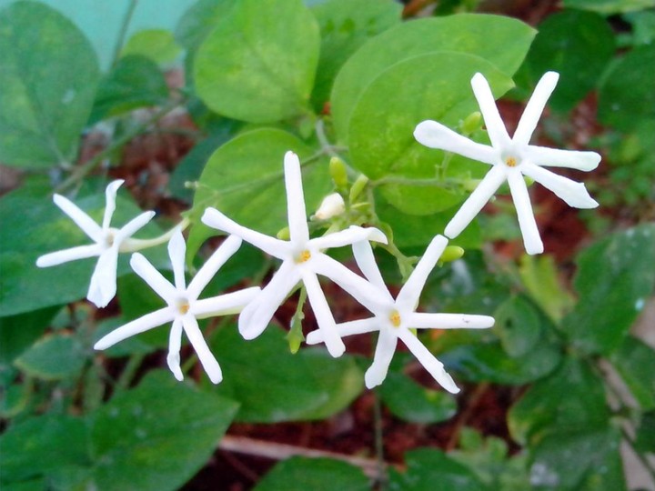 French Grasse jasmine absolute