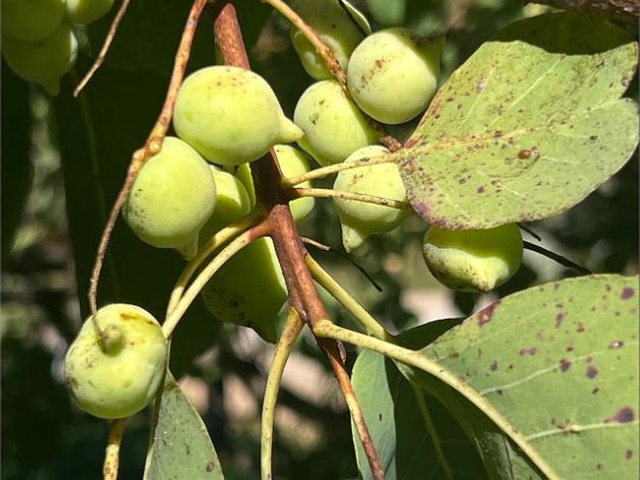 Australian Kakadu plum extract (highest vitamin-C fruit)