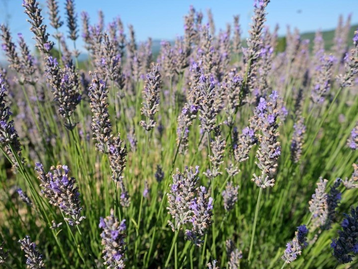 Provence lavender absolute, steam-distilled