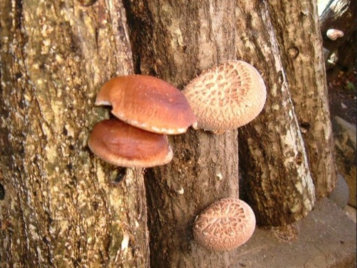 Shiitake (Lentinula edodes), log-cultivated Himalayan foothills