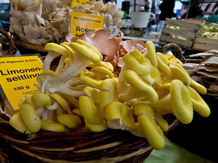 Cultivated ergothioneine-rich Golden Oyster mushroom