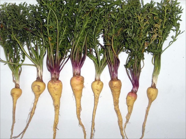 Peruvian black maca, high-altitude extract
