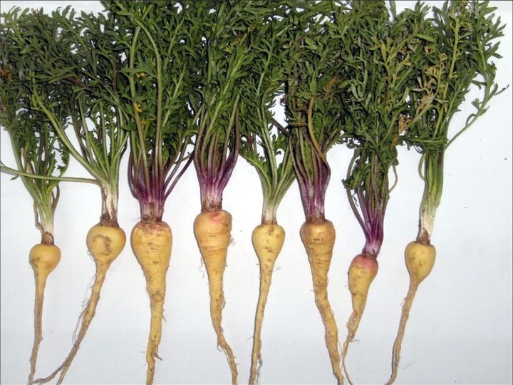 Peruvian maca root, red-variety powder