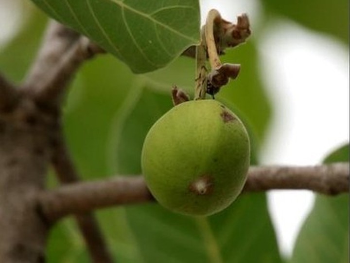 Mahua flower wild honey