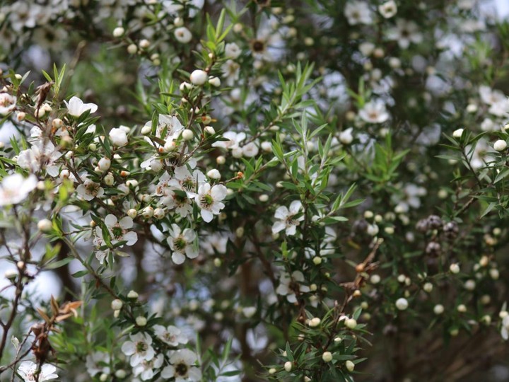Manuka honey, UMF-certified