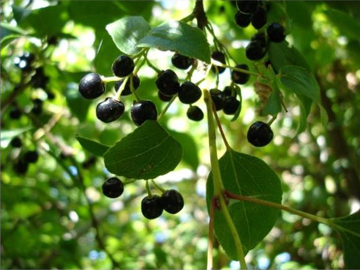 Chilean Maqui berry, wild-harvested antioxidant fruit